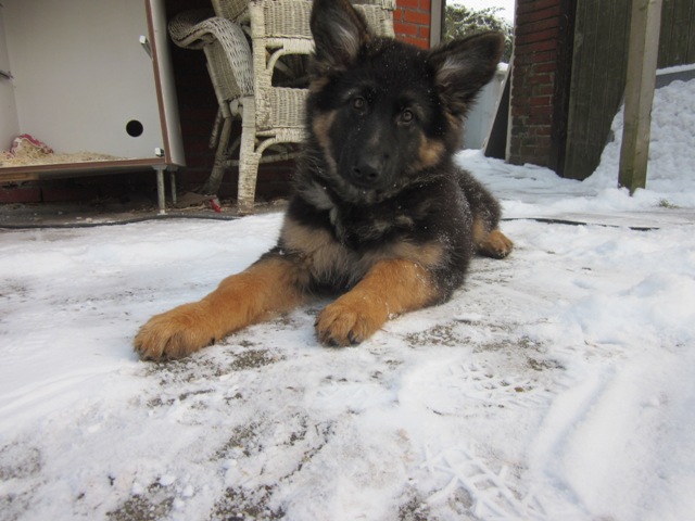 Fotos/2010vervolgTaylor/Cycka/dec.2010_065[1].JPG